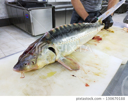 cutting sturgeon in a restaurant kitchen cutting sturgeon in a restaurant kitchen 130670188