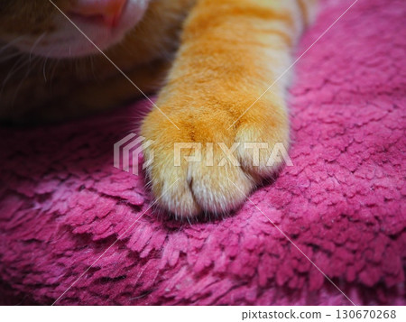 Kitten's hand Kitten's hand 130670268