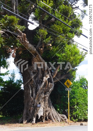 Preserved trees in Stajii Preserved trees in Stajii 130670275