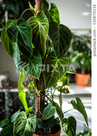 Philodendron plant support homemade sphagnum moss pole and plastic fine-mesh garden netting at home Philodendron plant support homemade sphagnum moss pole and plastic fine-mesh garden netting at home 130670316