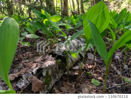 Delicate lily of the valley under fir branches in forest shade Delicate lily of the valley under fir branches in forest shade 130670318