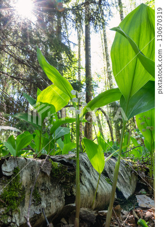 Lily of the valley tucked under green fir needles Lily of the valley tucked under green fir needles 130670319