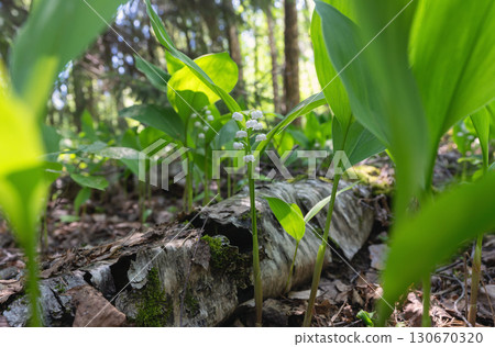 Wild flora: lily of the valley and conifer shoots on the forest floo Wild flora: lily of the valley and conifer shoots on the forest floo 130670320