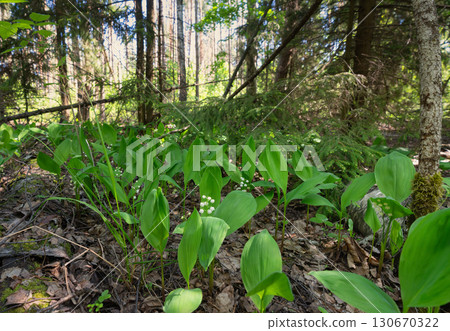 Spring forest with lily of the valley plants on the forest floor Spring forest with lily of the valley plants on the forest floor 130670322