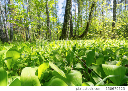Lily of the valley growing under trees in a sunlit forest Lily of the valley growing under trees in a sunlit forest 130670323