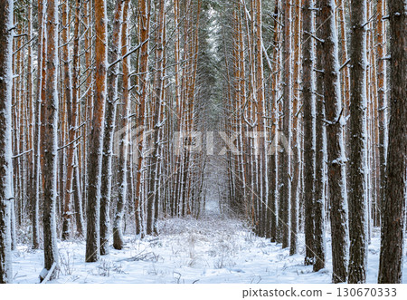 Straight rows of snowy pines fading into the distance 130670333