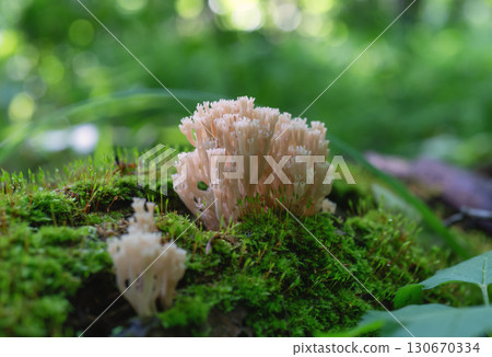 Coral-like mushroom growing on moss in the forest, macro shot 130670334