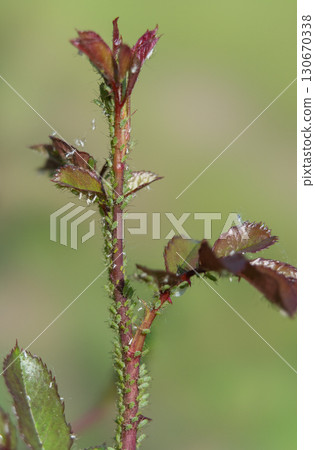 Aphid infestation on a young rose shoot Aphid infestation on a young rose shoot 130670338