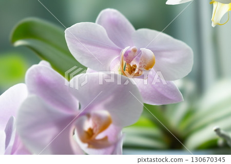 Close-up of a delicate pink Phalaenopsis orchid with a blurred background 130670345