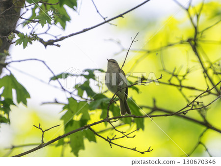 Willow warbler resting on a tree in the spring sunlight 130670346