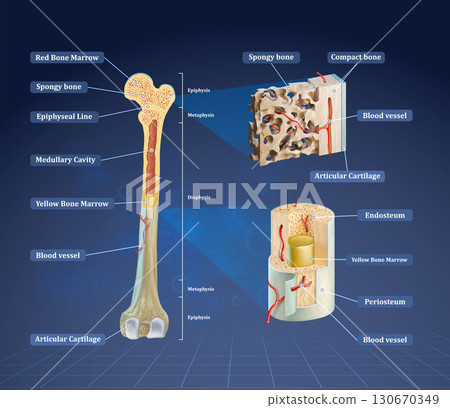 Detailed human bone anatomy 130670349