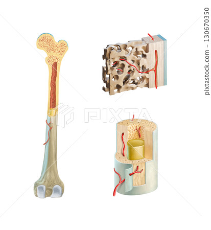Detailed human bone anatomy Detailed human bone anatomy 130670350