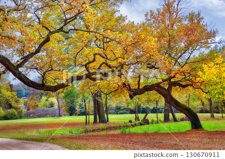 Amazing autumn landscape with old oak trees in Muskau Park. UNESCO World Heritage. Amazing autumn landscape with old oak trees in Muskau Park. UNESCO World Heritage. 130670911
