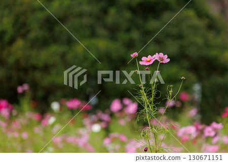 有宇宙的風景 130671151