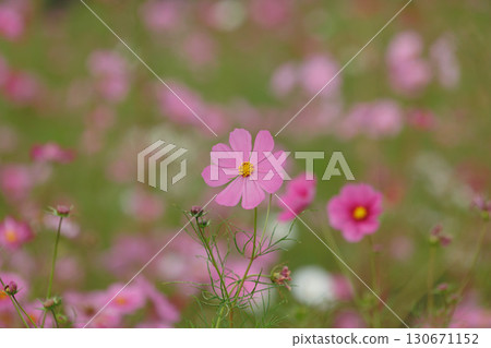 有宇宙的風景 130671152