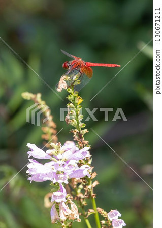 Red dragonfly Akiakane 130671211