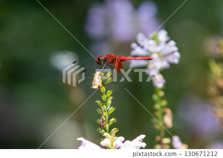 Red dragonfly Akiakane 130671212