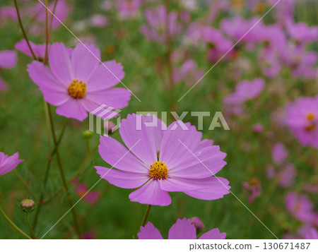 粉色波斯菊盛開在秋天的原野 粉色波斯菊盛開在秋天的原野 130671487