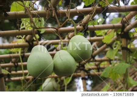 Gourd 130671689