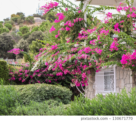 Beautiful pink and white begonville flowers on traditional summer house. Mediterranean plants in the garden. 130671770
