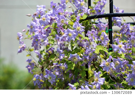 Clematis Flower Prince Charles Clematis Flower Prince Charles 130672089