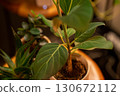 Houseplants at night 130672112