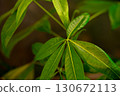 Lush Pothos leaves 130672113