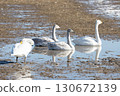 兩隻年輕的大天鵝在沼澤中休息 130672139