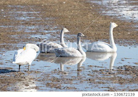 兩隻年輕的大天鵝在沼澤中休息 兩隻年輕的大天鵝在沼澤中休息 130672139