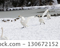 大天鵝在雪地上奔跑 130672152