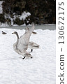 一隻年輕的大天鵝在雪地上展翅 130672175