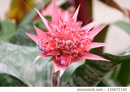 Silver vase or urn plant (lat.- Aechmea fasciata) Silver vase or urn plant (lat.- Aechmea fasciata) 130672180
