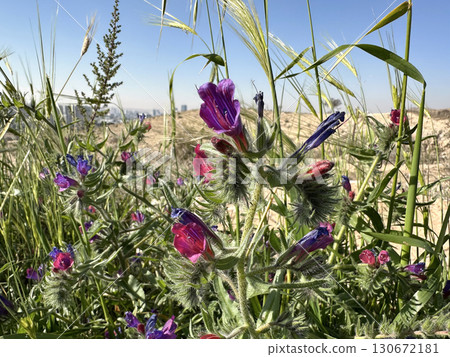 Judean viper's bugloss (lat.- Echium judaeum) 130672181