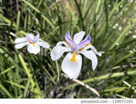 Beautiful flowering of fortnight lily (lat.-Dietes grandiflora) 130672183