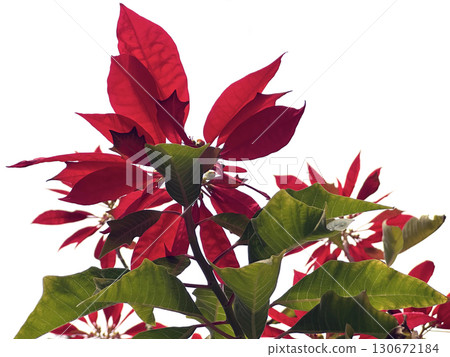 Fairest poinsettia, Christmas star (lat.- Euphorbla pulcherrima) 130672184
