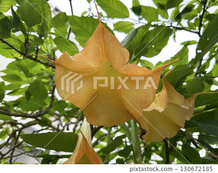 Flower of Angels trumpet (lat.- Brugmansia arborea) 130672185