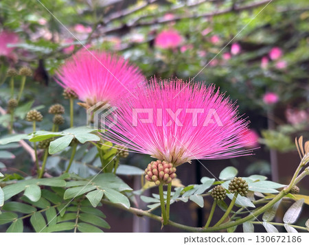 Beautiful stamens Calliandra (lat.- Calliandra surinamensis) Beautiful stamens Calliandra (lat.- Calliandra surinamensis) 130672186