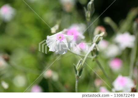 Cute flannel flower 130672249