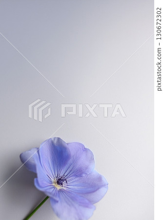 精緻的藍紫色花朵和柔和的陰影 130672302