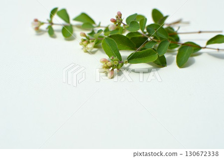 白色背景下的 Symphoricarpos 花 130672338