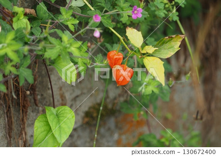 Boiled fruit 130672400