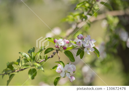 Apple blossoms beginning to bloom 130672476