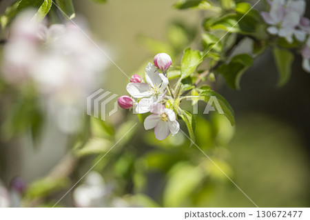 Apple blossoms beginning to bloom Apple blossoms beginning to bloom 130672477