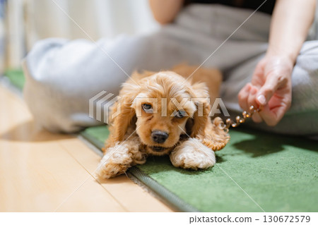 Puppy (American Cocker Spaniel) playing with a toy Puppy (American Cocker Spaniel) playing with a toy 130672579