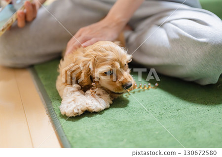 小狗(美國可卡犬)玩玩具 小狗(美國可卡犬)玩玩具 130672580