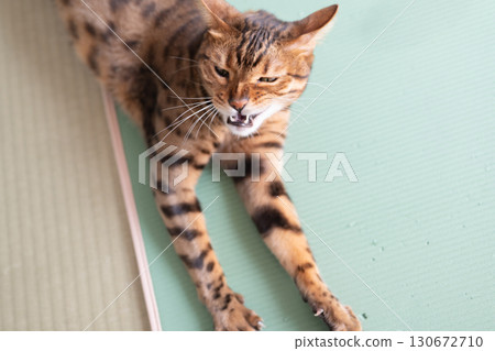 A cat with a disgusted expression (Bengal cat) A cat with a disgusted expression (Bengal cat) 130672710
