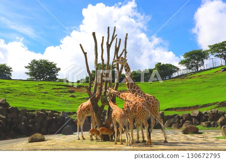 網紋長頸鹿和鹿(非洲狩獵之旅) 網紋長頸鹿和鹿(非洲狩獵之旅) 130672795