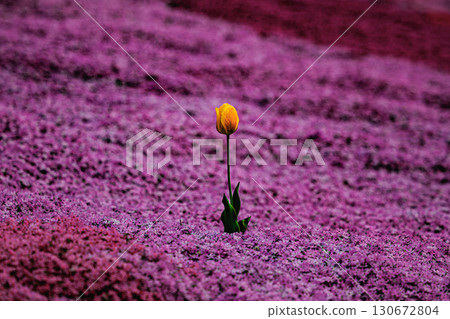 鬱金香與苔蘚石竹孤獨盛開的景象 130672804