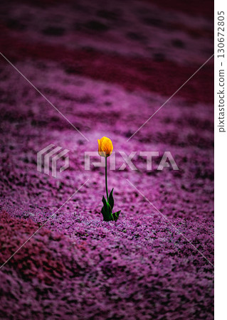 春日色彩－芝櫻花與鬱金香相映成趣 130672805