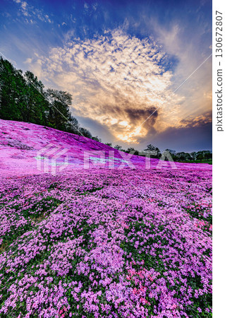 Shibazakura flowers at Taiyo no Oka Engaru Park dyed in the evening sun Shibazakura flowers at Taiyo no Oka Engaru Park dyed in the evening sun 130672807